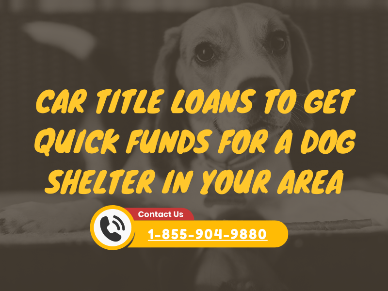 Car Title Loans To Get Quick Funds For a Dog Shelter in Your Area